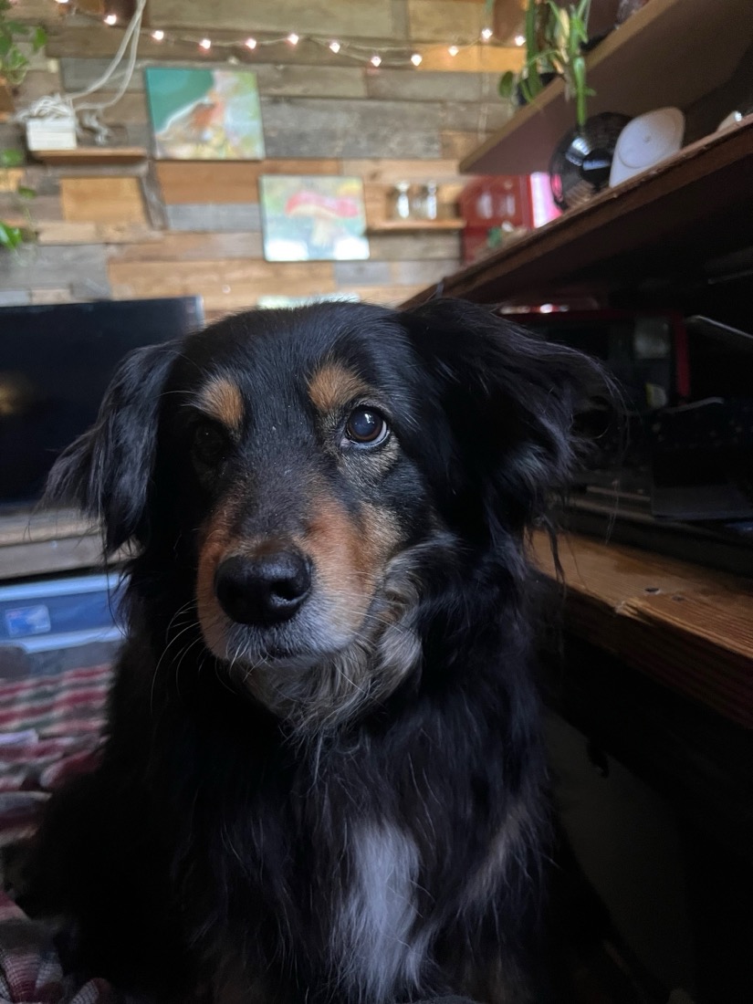 a close-up portrait of a black dog with an orange is brown nose