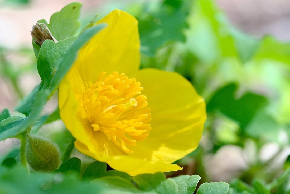 An extreme close-up macro of a yellow flower with a shallow depth of field