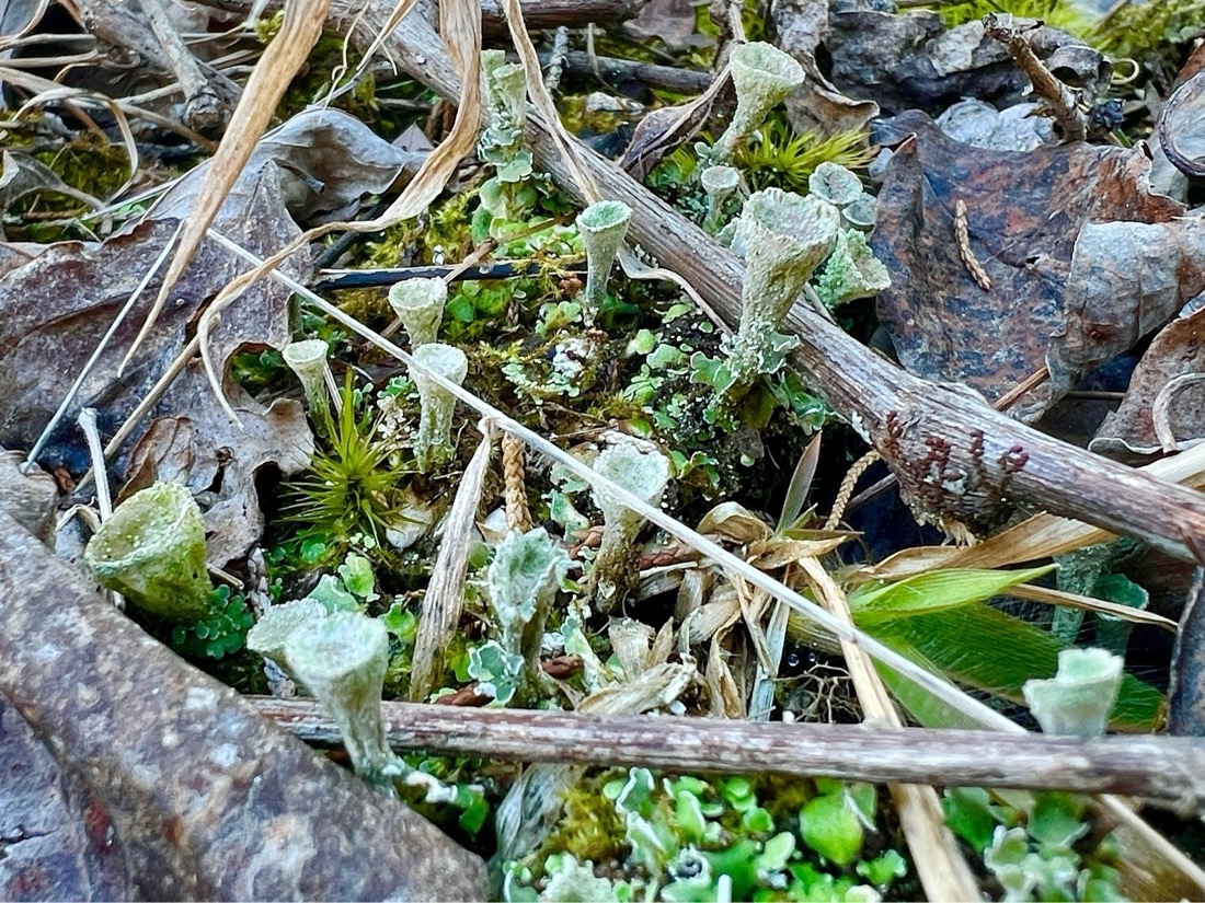 Macro images of funnel shaped lichen growing