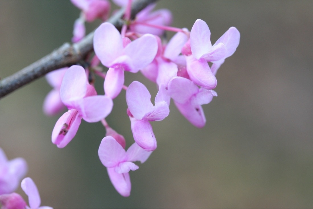 soft, pink flowers of the red bud tree. The picture is soft with a dreamy paint effect due to the  shallow depth of field. The flowers have three petals at the top with a bulbous bottom formation