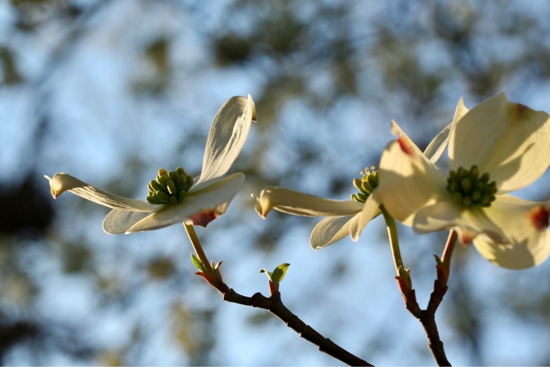 Three white dogwood flowers on a branch lit with late afternoon golden light  against a blue sky