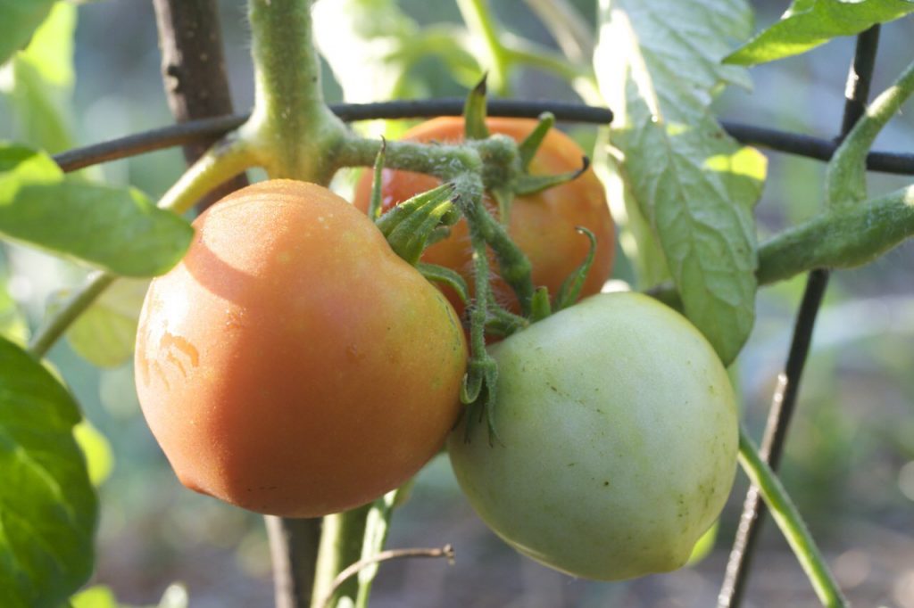 green and red tomatoes still on a plant