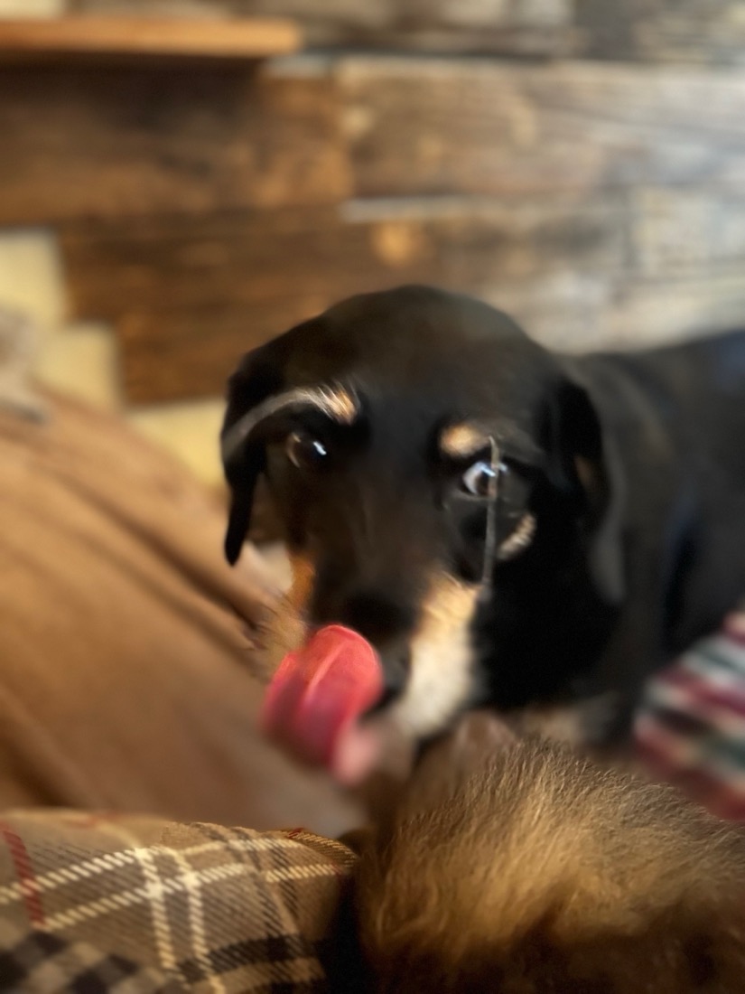 a small, black dog with long eyelashes is licking his nose as he nervously looks sideways  at a cat, who is only partially visible in the photo