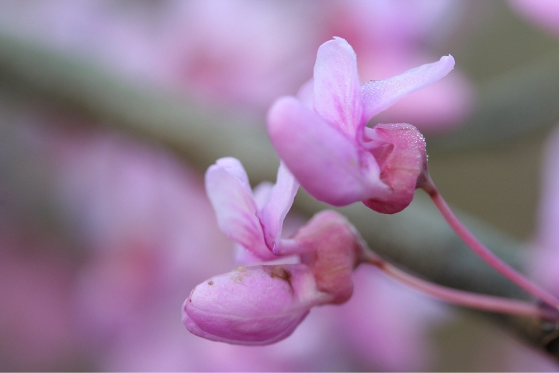 soft, pink flowers of the red bud tree. The picture is soft with a dreamy paint effect due to the  shallow depth of field. The flowers have three petals at the top with a bulbous bottom formation