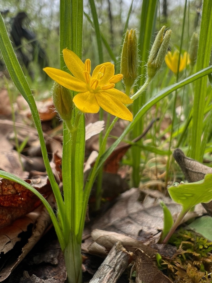 A macro image of a yellow, six petaled flower. The petals are pointed giving it a star shape