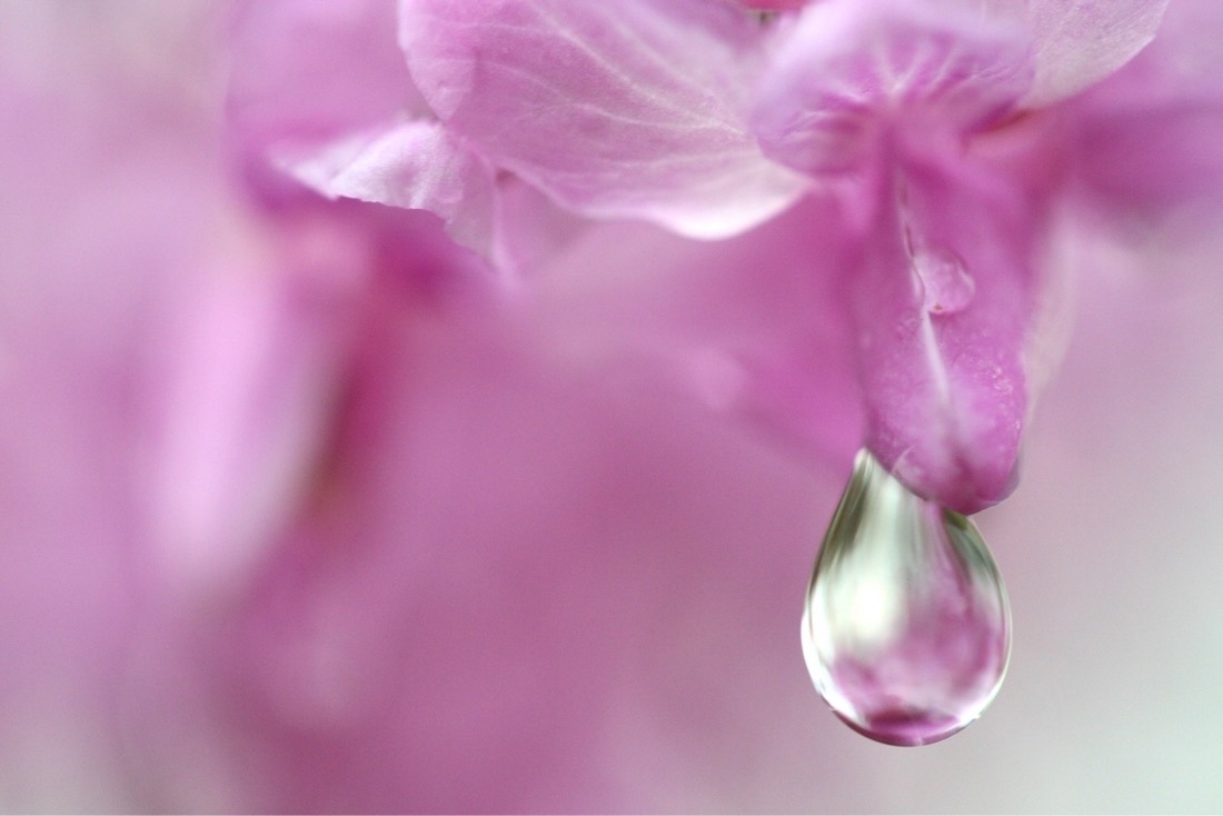 Extreme close-up macro of a pink flower with a water droplet hanging from the central lobe. A very shallow depth of field creates a painted effect