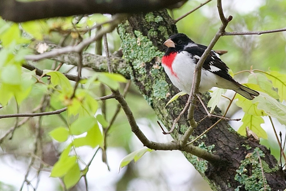 A bird perched in a tree. The bird is somewhat front facing, to the left side. It's chest is white with a bright patch of red in the center up to the neck. It's head and back are mostly black