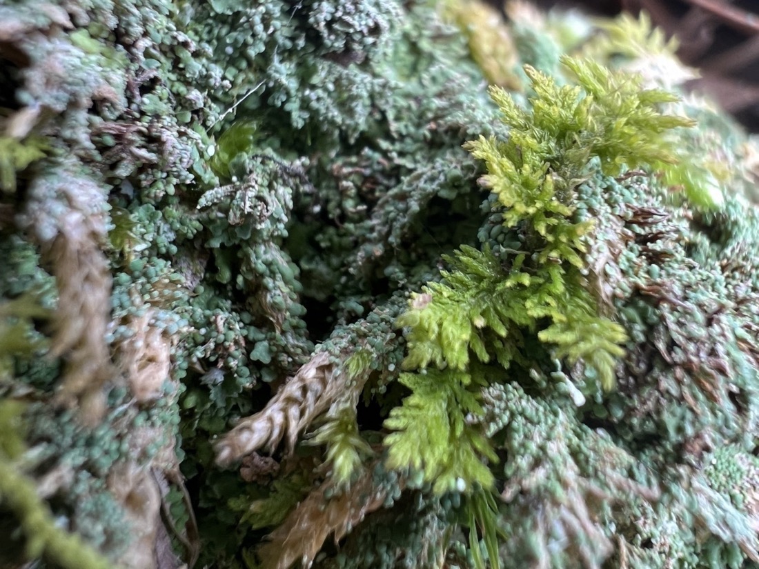 A patch of moss and lichen, the lichen seems to be covering the moss, growing over it