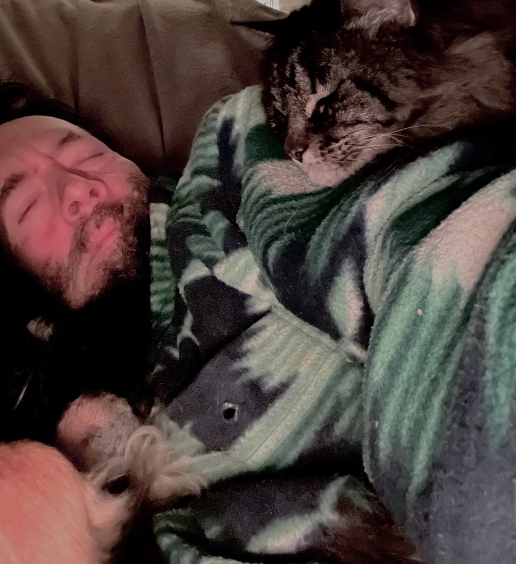 a brown cat sleeping on a human's arm