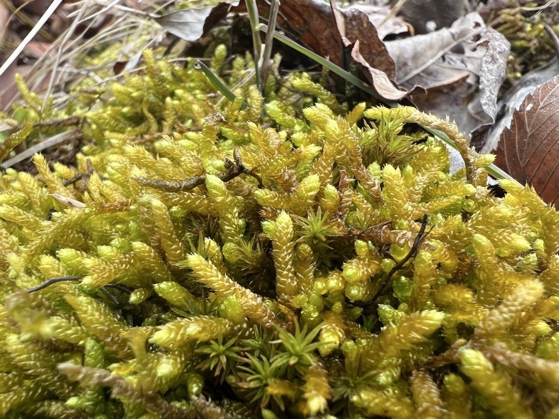 A close-up image of green moss that consists of cedar-like tendrils with an orange tint.