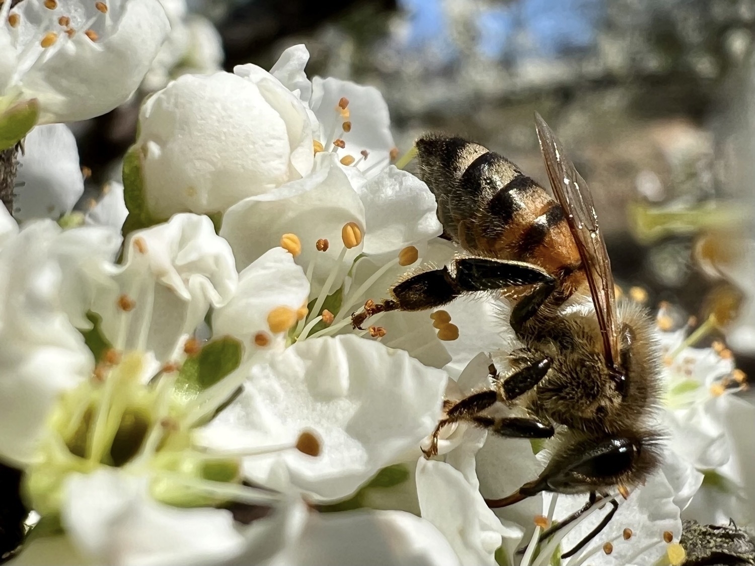 A honeybee is collecting pollen from white plum flowers