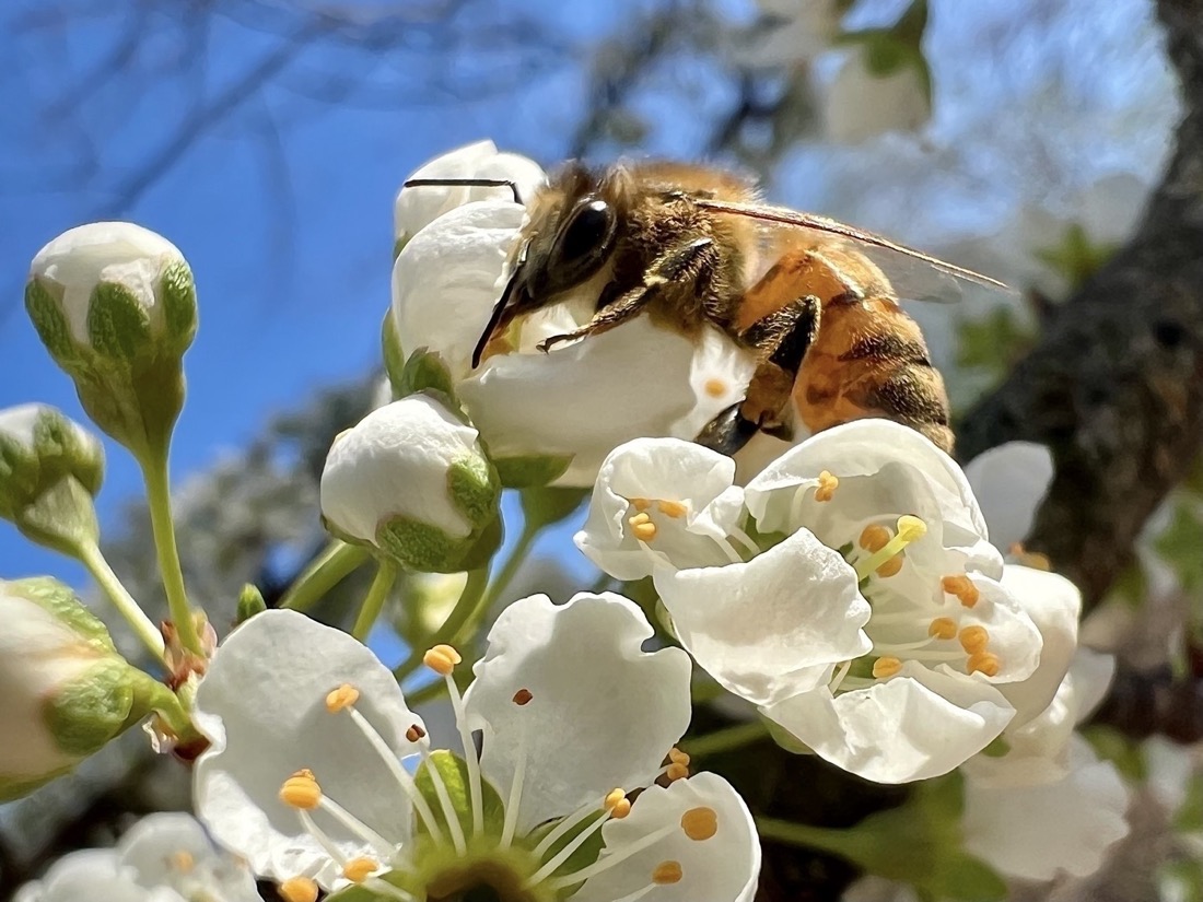 A honeybee is collecting pollen from white plum flowers. A bright blue sky is visible in the background