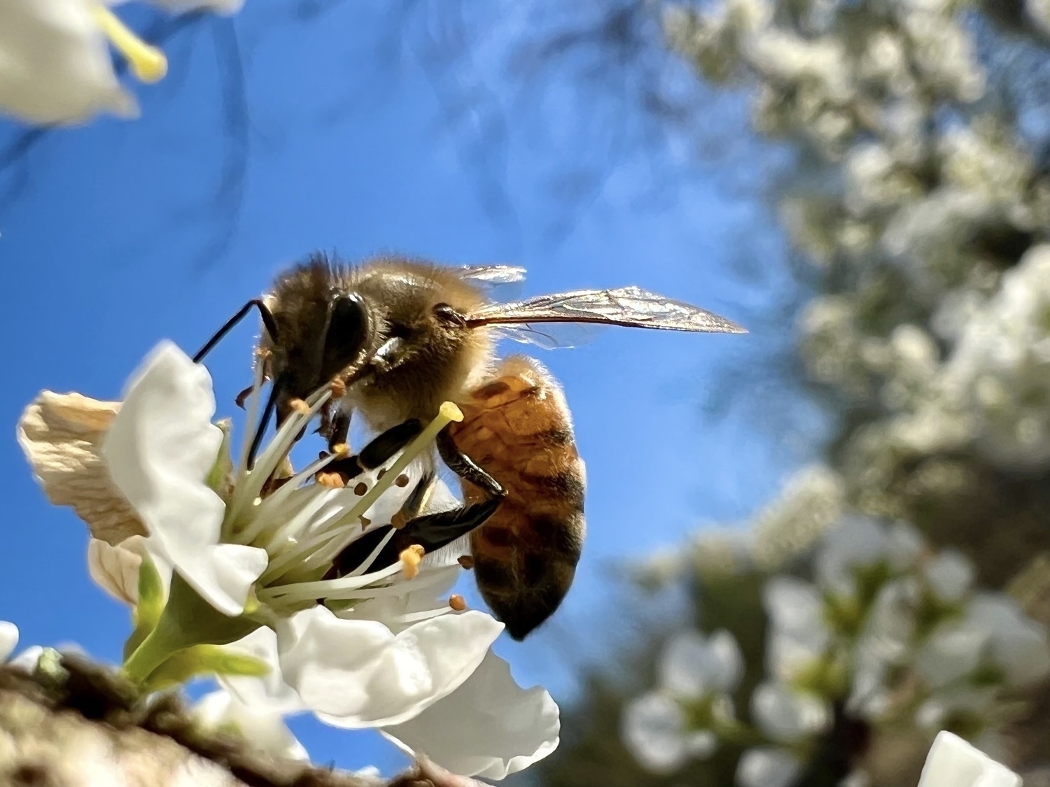 A honeybee collecting pollen from a white flower. in the background a branch of blurred flowers is on the right side of the image and a bright blue sky behind the bee and flower