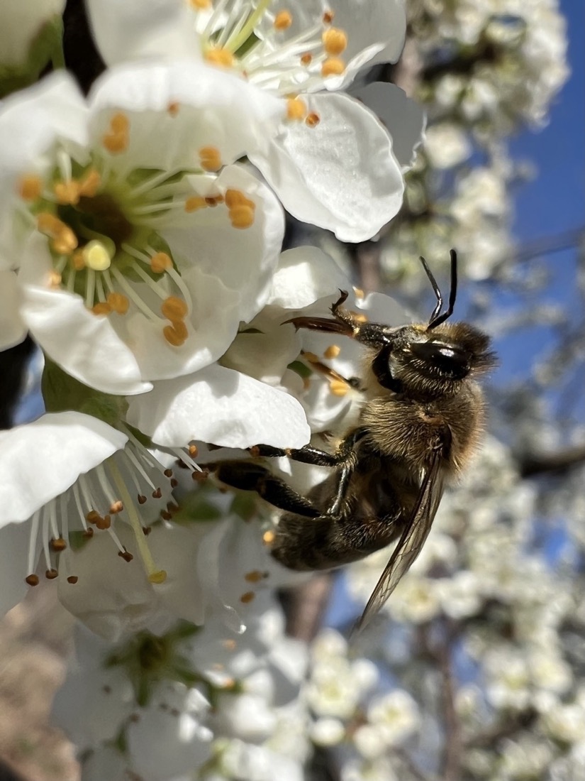 A honey bee gathering pollen from white flowers set against a blue sky