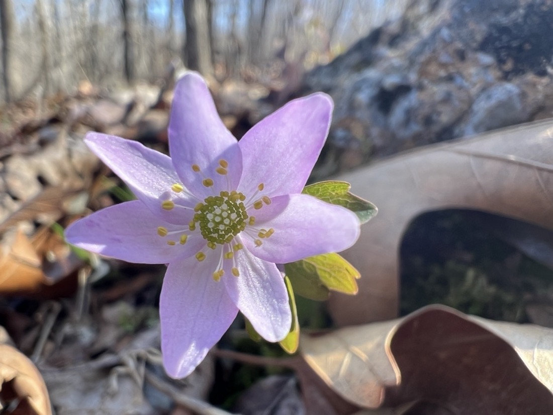 A light pink flower grows near a leaf on the forest floor and is sunlit from the back