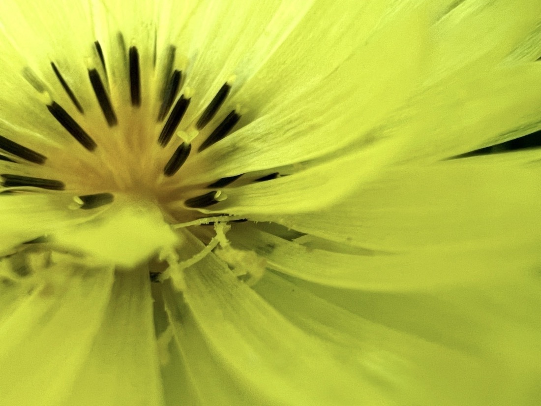 A close up image of a many petaled yellow flower with a darker yellow, orangish center that has 20 or so dark brown to black colored stamens, each tipped with a yellow anther