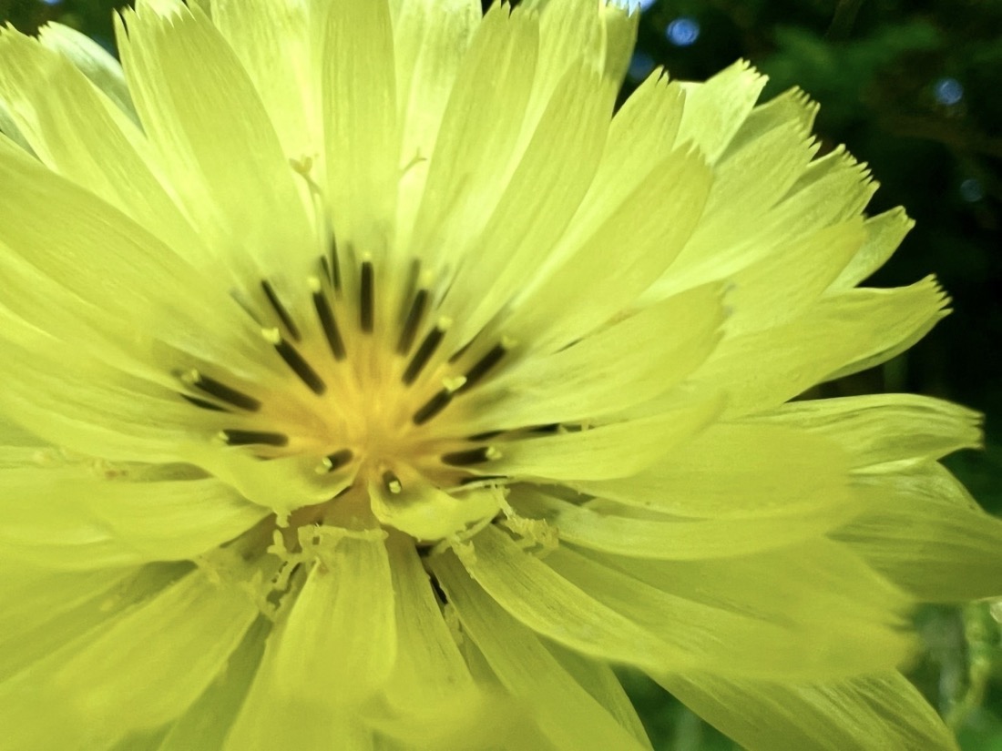 A close up image of a many petaled yellow flower with a darker yellow, orangish center that has 20 or so dark brown to black colored stamens, each tipped with a yellow anther. The tip of each petal is fringed