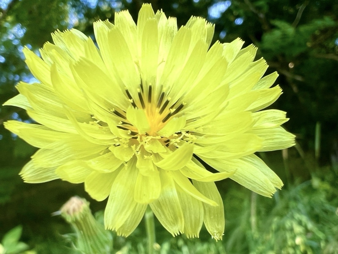 A close up image of a many petaled yellow flower with a darker yellow, orangish center that has 20 or so dark brown to black colored stamens, each tipped with a yellow anther. The tip of each petal is fringed. Dark green foliage of trees and bushes are visible behind the flower