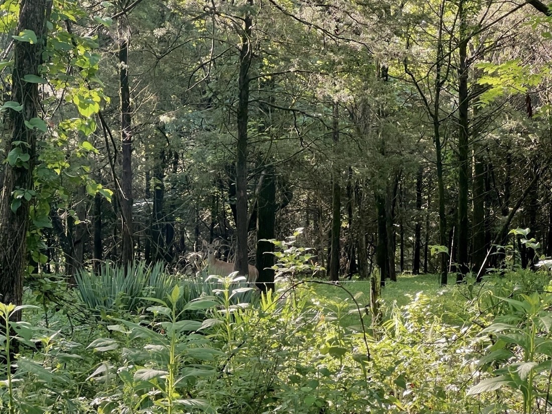 A lush green carpet of grass in the soft light of a woodland. Somewhat hidden but in plain view a whitetail deer looks out at the photographer. The image is frame by a foreground mix of tall native plants