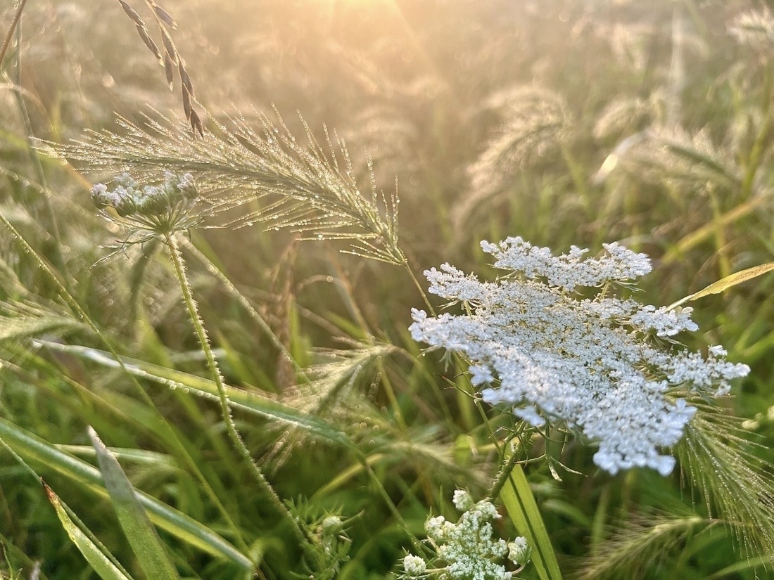 The gold light of the morning sun lights the top half of a close view of dew covered grasses. The image becomes more green in the lower half where a cluster of tiny white flowers forms a bowl-shaped flower of Queen Anne's Lace in the mid-right portion of the image