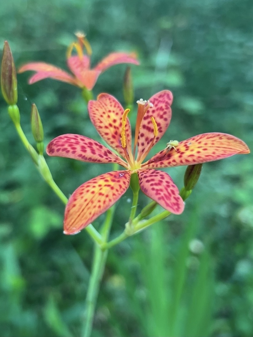 A peach colored flower with dark red spots covering its six elongated petals. There are three pollen covered yellow anthers rising from the center of the flower. Another flower on the same plant is blurred in the background. The background is blurred dark green forest. A tiny pale yellow spider is sitting on the right-most petal