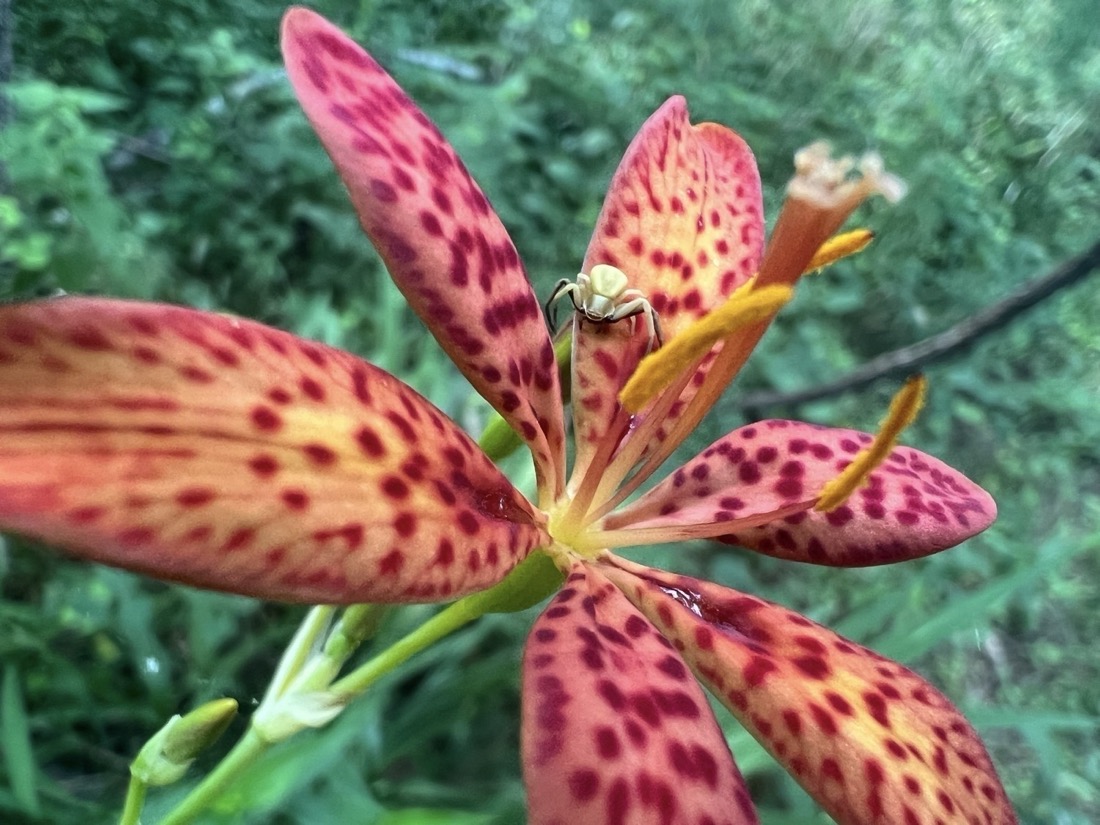 A peach colored flower with dark red spots covering its six elongated petals. There are three pollen covered yellow anthers rising from the center of the flower. The background is blurred dark green forest. A tiny pale yellow spider is sitting on one of the petals