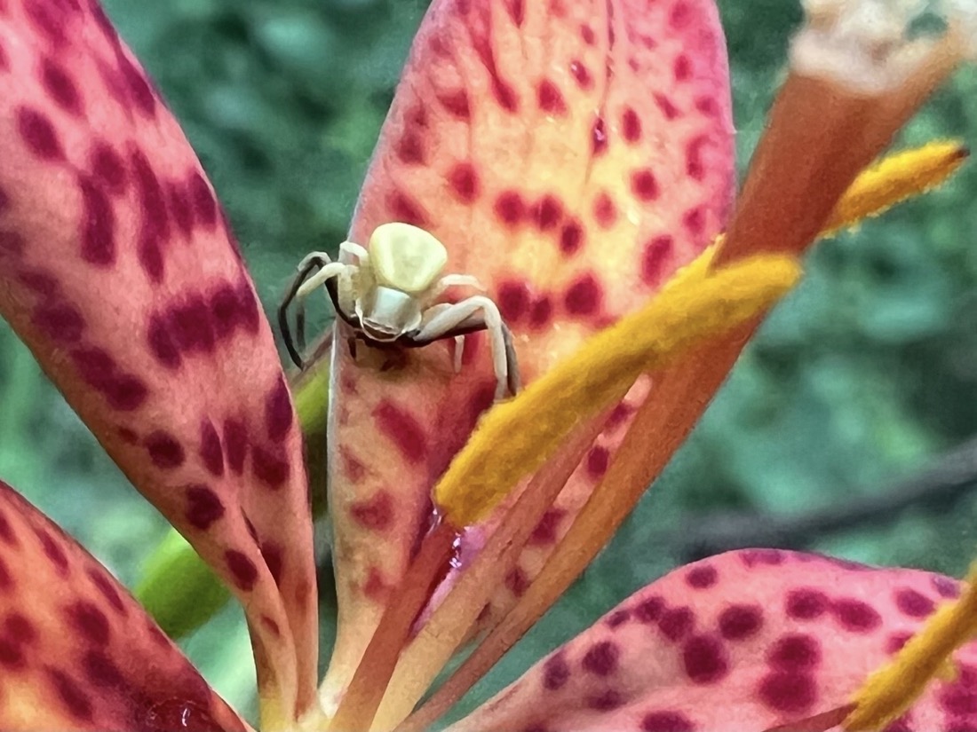 A peach colored flower with dark red spots covering its six elongated petals. There are three pollen covered yellow anthers rising from the center of the flower. The background is blurred dark green forest. A tiny pale yellow spider is sitting on one of the petals