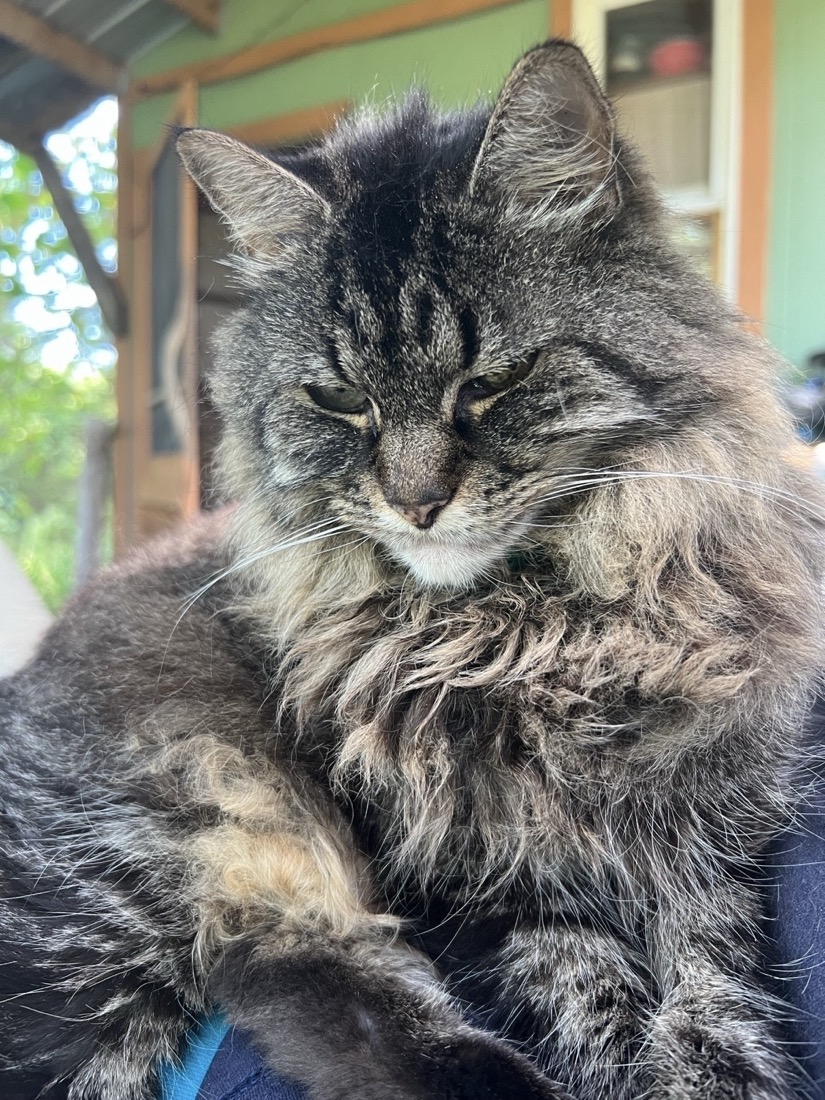 A long hair, brownish gray cat with black markings with the wall, door and windows of a green tiny house visible in the background.