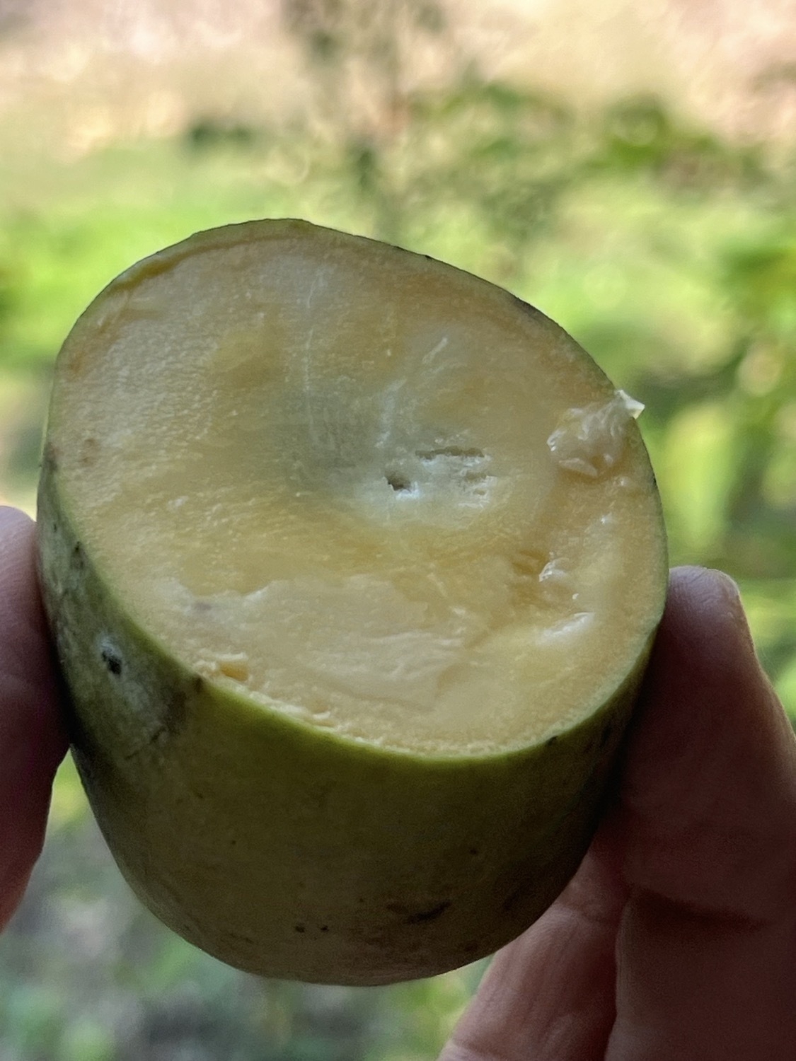 A hand holding a green skinned fruit that has been cut in half to reveal a yellow inside