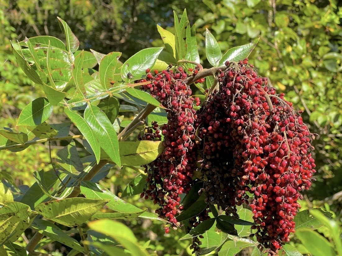 Several bunches of tiny red berries drooping down from a branch with pointed green leaves