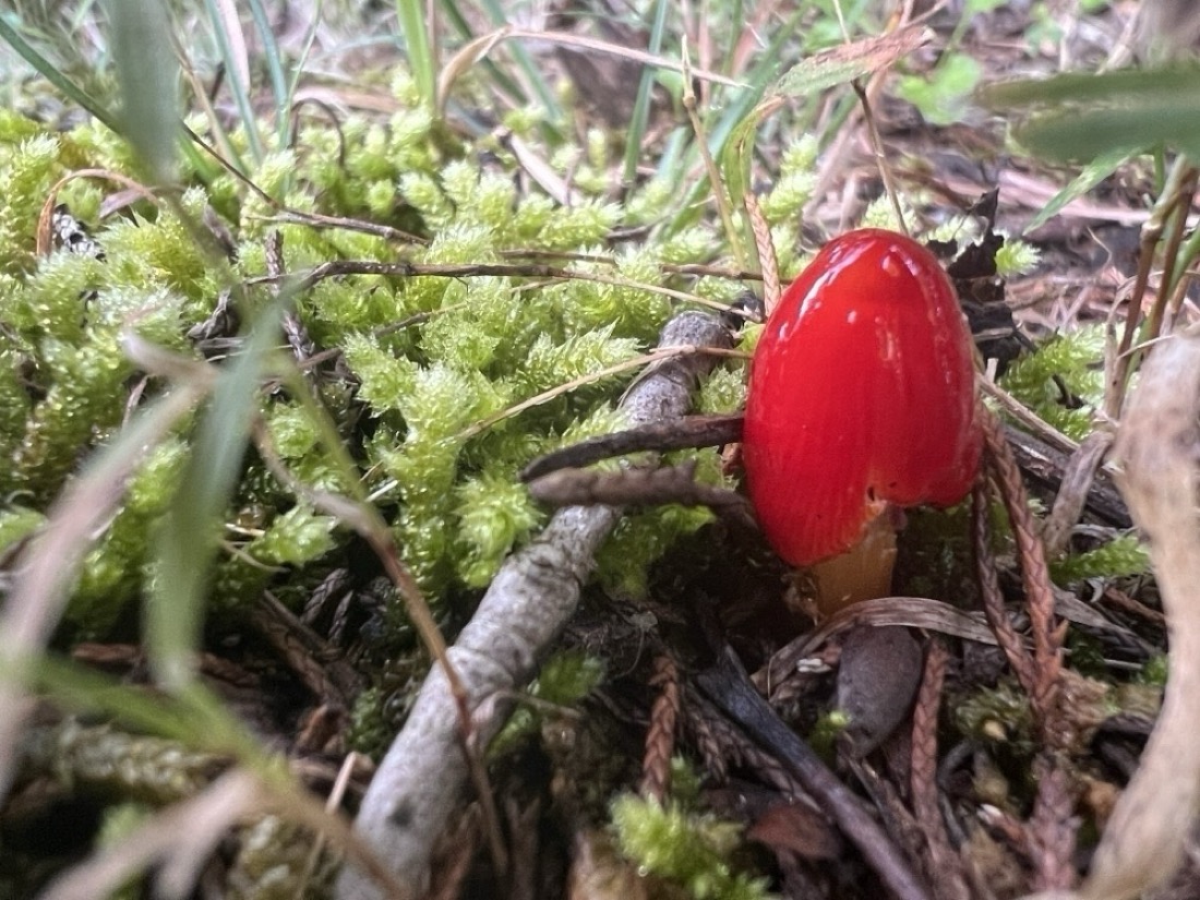 a very small, glossy red mushroom pushes through moss. Its cap is conical as it has not yet opened