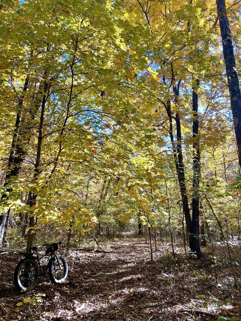 A fat tire bike leaves against a tree near a leaf-covered trail under a canopy of bright yellow and green leaves against a bright blue sky