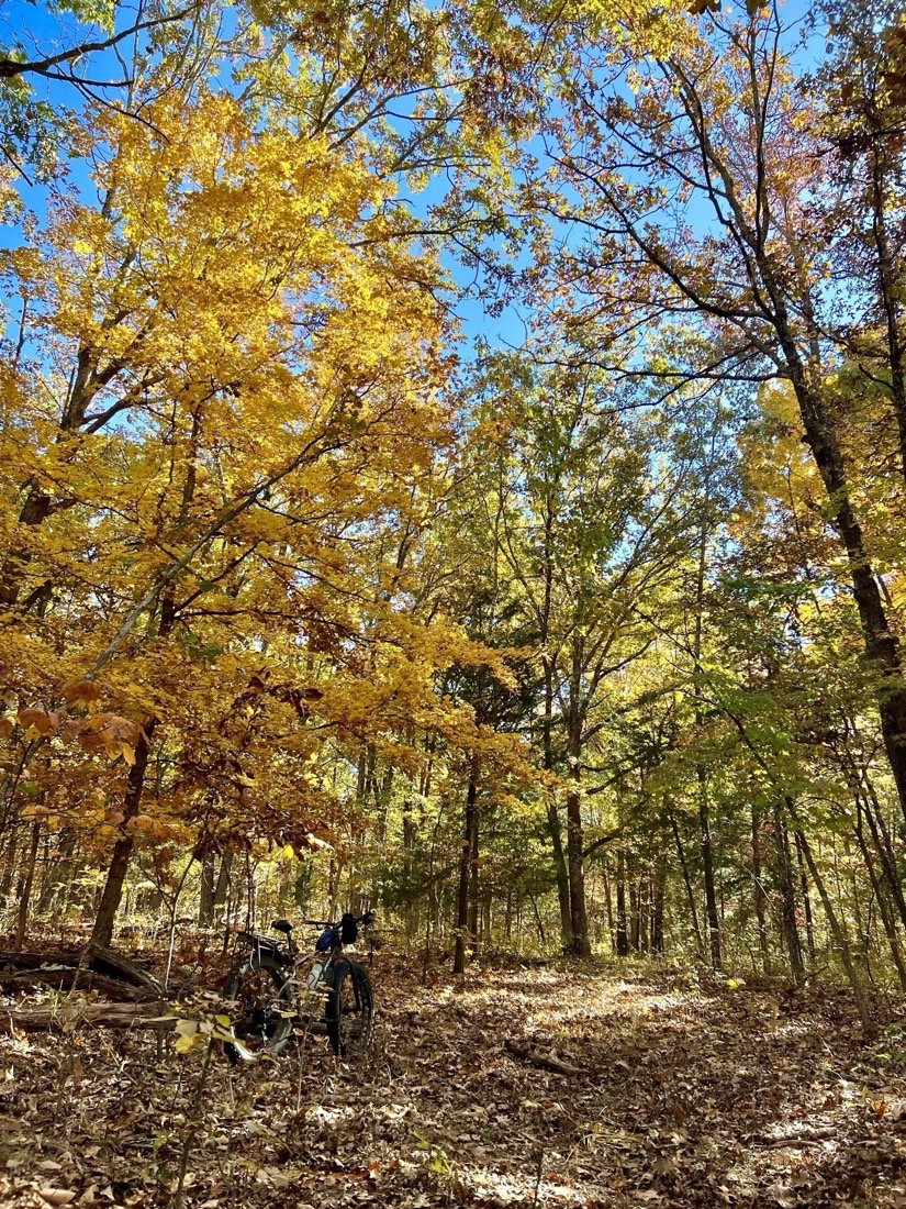 A fat tire bike leaves against a tree near a leaf-covered trail under a canopy of bright yellow and green leaves against a bright blue sky