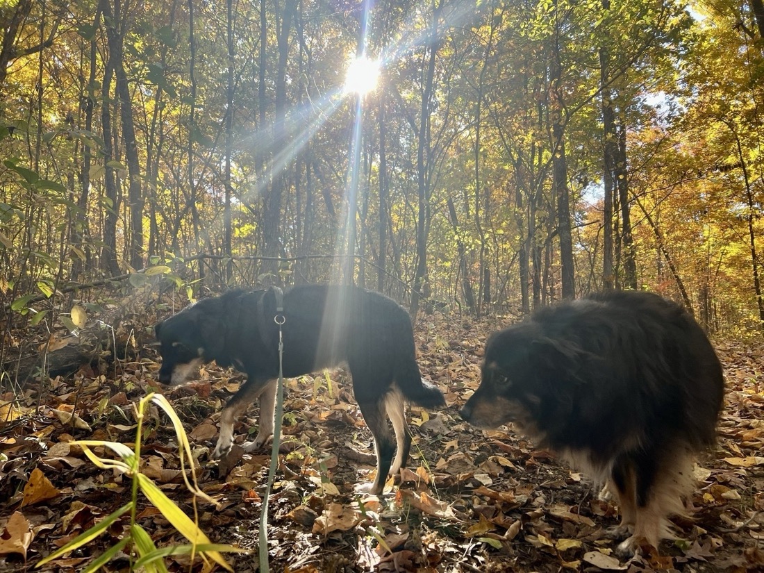 Two black haired dogs on a walk in the woods in the fall. The foliage and morning sun give the photo a golden tint