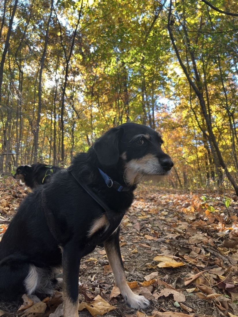 A black haired dog on a walk in the woods in the fall. The dog is sitting and looking side-eye at the photographer. The foliage and morning sun give the photo a golden tint