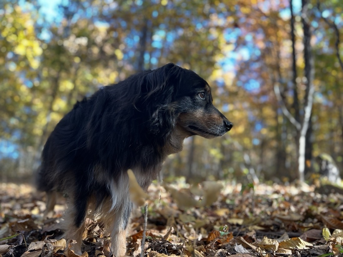 A black haired dog on a walk in the woods in the fall. The foliage and morning sun give the photo a golden tint