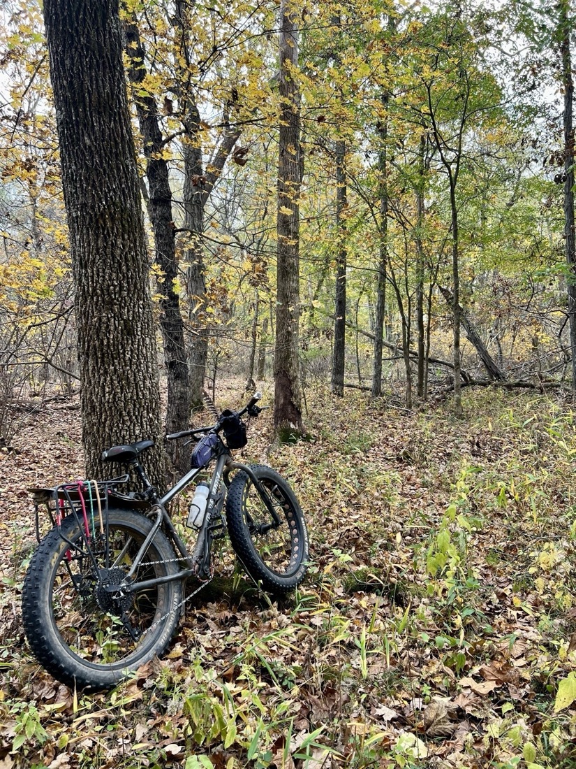 A fat tire bike leans against a tree in the woods. The leaves in the trees are a mix of green and yellow